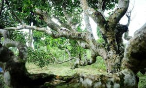 Cây chè Tổ Shan Tuyết Suối Giàng