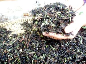 Trà Phú Hội