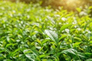 Trà xanh có tác dụng hỗ trợ giảm béo