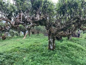 Ancient Vietnamese Shan Tuyet tea tree