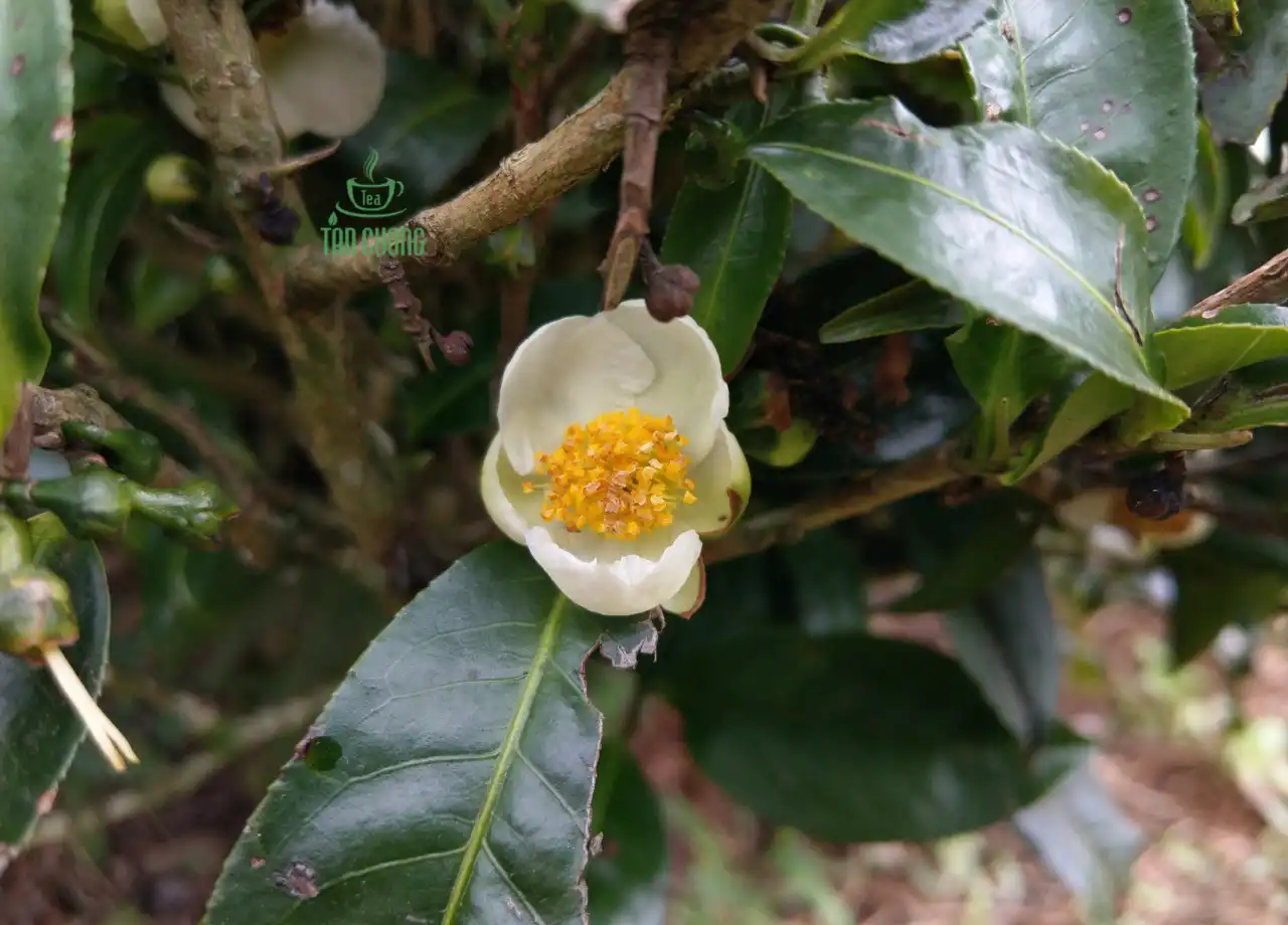 Vietnamese camellia